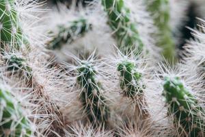 cactus nano con spine in primo piano foto