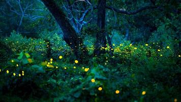 lucciola che vola nella foresta. lucciole nella boscaglia di notte a prachinburi, tailandia. bokeh luce di lucciola che vola nella foresta di notte. le foto a lunga esposizione di notte hanno rumore, messa a fuoco selettiva.