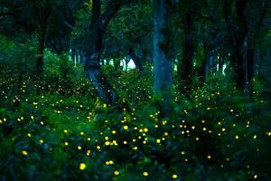 lucciola che vola nella foresta. lucciole nella boscaglia di notte a prachinburi, tailandia. bokeh luce di lucciola che vola nella foresta di notte. le foto a lunga esposizione di notte hanno rumore, messa a fuoco selettiva.