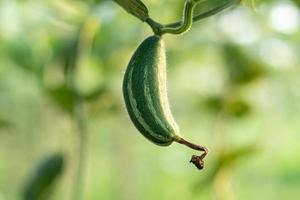 primo piano di zucca verde appuntita nell'orto foto