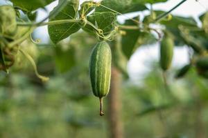 primo piano di zucca verde appuntita nell'orto foto