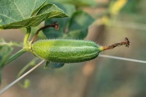 primo piano di zucca verde appuntita nell'orto foto