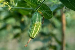 primo piano di zucca verde appuntita nell'orto foto