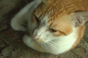 un gatto giavanese con pelliccia e testa bianca e marrone. il tipo di gatto che vive solo nel sud-est asiatico foto