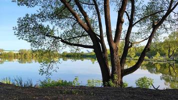 un albero che cresce sulla riva di un bacino. foto