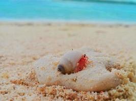 paguri sulla spiaggia foto