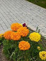 fiori gialli e arancioni, tagetes erecta. foto