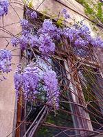 fiori lilla rosa e viola. foto