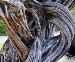 legno vecchio tronco d'albero intreccio di rami che mostrano la bellezza della natura in una forma ornata astratta foto