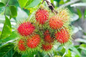 Il concetto di frutta tailandese è delizioso. delizioso frutto rosso del rambutan in attesa di essere raccolto sull'albero del rambutan. foto