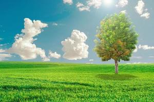 bellissimi alberi nel prato. unico albero tra i campi verdi, sullo sfondo il cielo azzurro e le nuvole bianche. albero verde e campo in erba con nuvole bianche foto