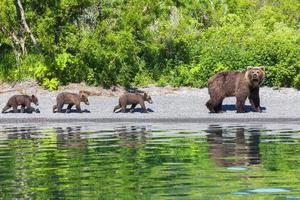 orsi bruni sulla penisola di Kamchatka foto