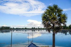 cielo blu e lago, accanto a una palma foto