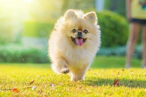 simpatici cuccioli di cane pechinese di razza mista di Pomerania corrono sull'erba con felicità foto