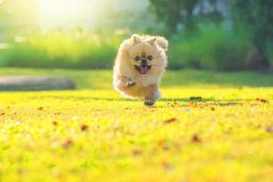 simpatici cuccioli di cane pechinese di razza mista di Pomerania corrono sull'erba con felicità foto