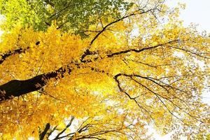 foglie autunnali sull'albero, collezione di bellissime foglie autunnali colorate - verde, giallo, arancione, rosso. sfondo sfocato foto