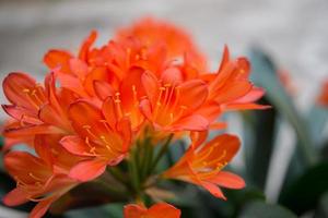 primo piano di una clivia in fiore o di un giglio di cespuglio. colore arancione vivace. foto