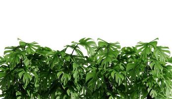 cespuglio di arbusto di piante tropicali isolato su sfondo bianco foto