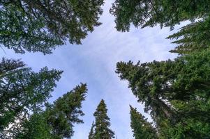 pini verdi con cielo blu nel parco nazionale foto