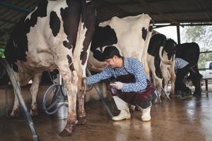 contadino maschio che controlla il suo bestiame e la qualità del latte nell'azienda lattiero-casearia. industria agricola, concetto di allevamento e allevamento di animali, mucca in azienda lattiero-casearia che mangia fieno, stalla. foto