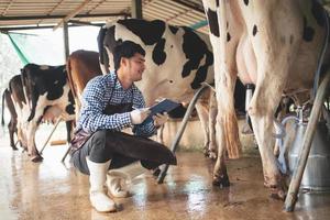 contadino maschio che controlla il suo bestiame e la qualità del latte nell'azienda lattiero-casearia. industria agricola, concetto di allevamento e allevamento di animali, mucca in azienda lattiero-casearia che mangia fieno, stalla. foto