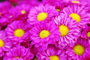 primo piano fiore a margherita viola rosato e polline giallo nel giardino e una goccia d'acqua sui petali che sembrano freschi. foto