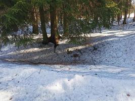 primavera nel parco pavlovsky neve bianca e alberi freddi foto