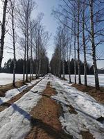 primavera nel parco pavlovsky neve bianca e alberi freddi foto