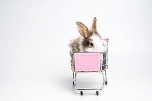 primo piano piccolo coniglio bianco marrone o coniglietto seduto sul carrello e divertente animale felice hanno uno sfondo bianco isolato, adorabile azione del giovane coniglio come shopping. foto