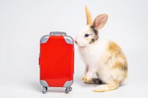 un piccolo adorabile coniglietto o coniglio viaggiatore con bagagli rossi con aeroplano, che va in vacanza. concetto di viaggio su sfondo bianco. foto