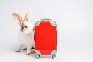 un piccolo adorabile coniglietto o coniglio viaggiatore con bagagli rossi con aeroplano, che va in vacanza. concetto di viaggio su sfondo bianco. foto