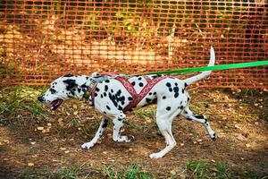 gara di mushing del cane da slitta delle terre aride, trasporto veloce del cane da slitta dalmata che tira con il musher del cane foto