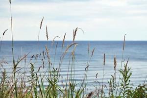 erba verde, canne, steli al vento, orizzontale, sfondo sfocato del mare, erba secca autunnale foto