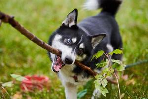divertente cane husky siberiano che tiene il bastone che gioca nel parco, husky con il bastone in bocca, addestramento del cane foto