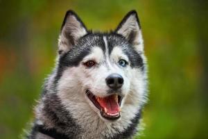 cane husky siberiano di razza pura con la bocca aperta che sporge lingua, ritratto amichevole del husky siberiano foto