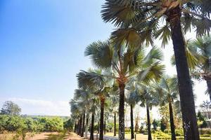 passerella con palma nell'estate tropicale - strada e palma decorano giardino e foglia verde foto