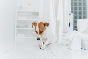 cucciolo di razza giocoso morde un asciugamano lavato di bianco, si siede vicino all'asciugatrice nella stanza di lavaggio, tutto è pulito e bianco. concetto di tempo di lavanderia foto