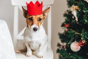 foto di jack russell, cagnolino con corona di carta rossa, si siede vicino all'albero di natale decorato, alza le orecchie, aspetta qualcosa di delizioso o gustoso dalle persone. animale domestico divertente che è il simbolo del nuovo anno.