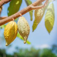 albero di cacao con baccelli di cacao in una fattoria biologica. foto