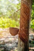 raccolta di piantagioni di alberi della gomma in un'azienda agricola biologica. foto