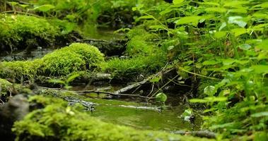 bellissimo ruscello nella foresta con pietre e muschio foto