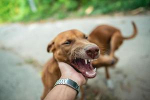 il cane marrone sta per mordere la mano di qualcuno, concentrandosi sulla bocca del cane. foto