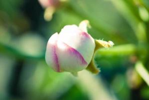 fiori di mela rosa, bellissimo sfondo primaverile. foto