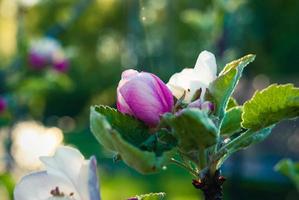 bellissimi fiori di mela rosa, sfondo primaverile. foto