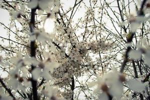 fresca primavera bellissimi fiori di ciliegio. foto