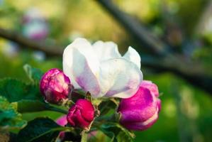 bellissimi fiori di mela rosa, sfondo primaverile. foto