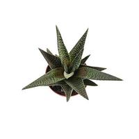 piante grasse isolate su uno sfondo bianco. succulenta haworthia in una pentola foto