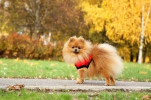 cane Pomeranian autunno divertente. foto
