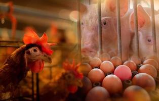 pollo, maiale e uova in fattoria. concetto di crisi alimentare globale. allevamento di pollame commerciale. industria del pollame, del maiale e delle uova. allevamento di bestiame. industria della carne. uova di gallina da allevamento biologico. l'aumento dei prezzi dei generi alimentari. foto