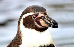pinguino di Magellano foto